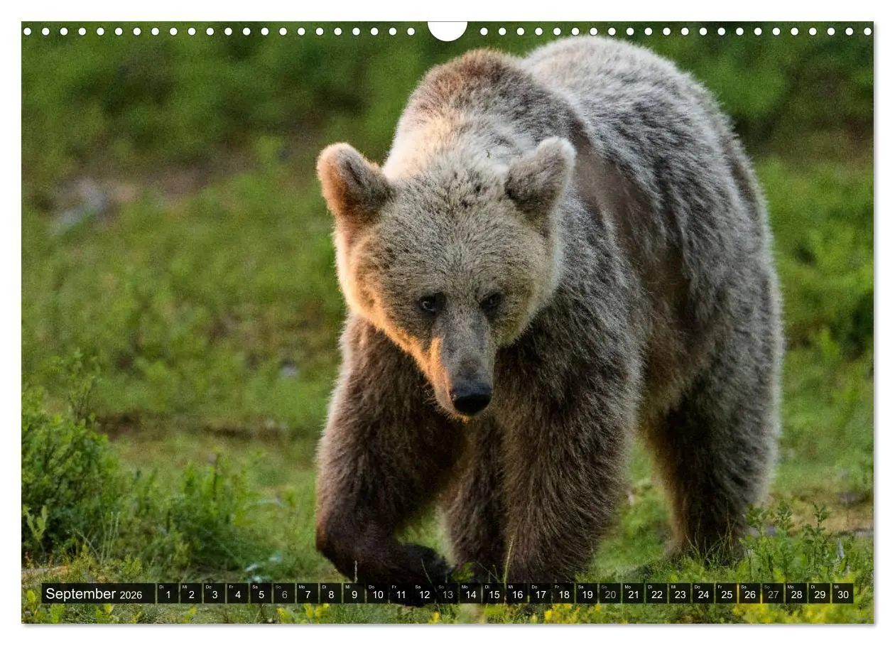Bild: 9783457780992 | Braunbären in Europa (Wandkalender 2026 DIN A3 quer), CALVENDO...