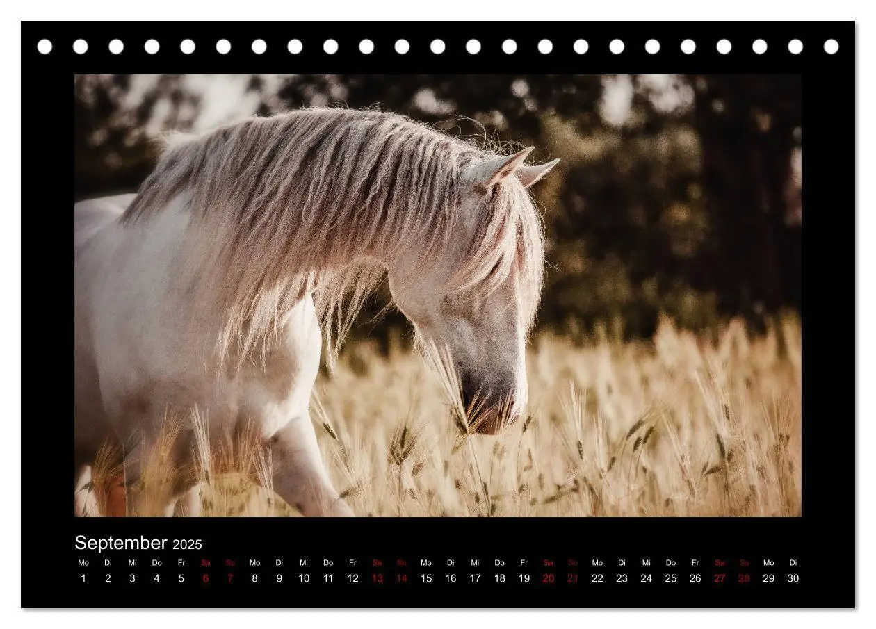 Bild: 9783435271092 | Die Faszinierende Welt der Pferde (Tischkalender 2025 DIN A5 quer),...