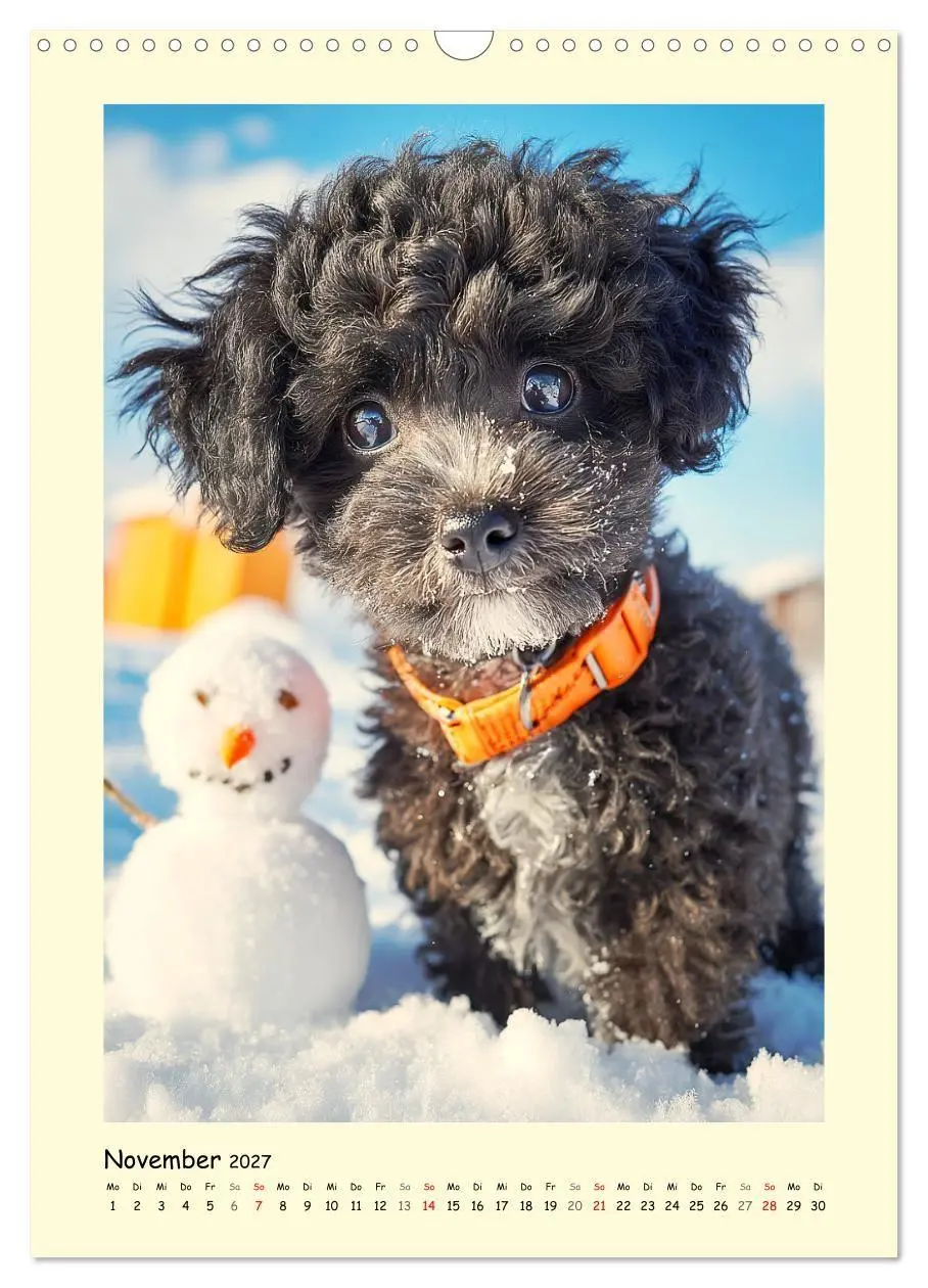 Bild: 9783516751192 | Pudelzauber. Flauschige Hunde für Herz und Seele (Wandkalender 2027...