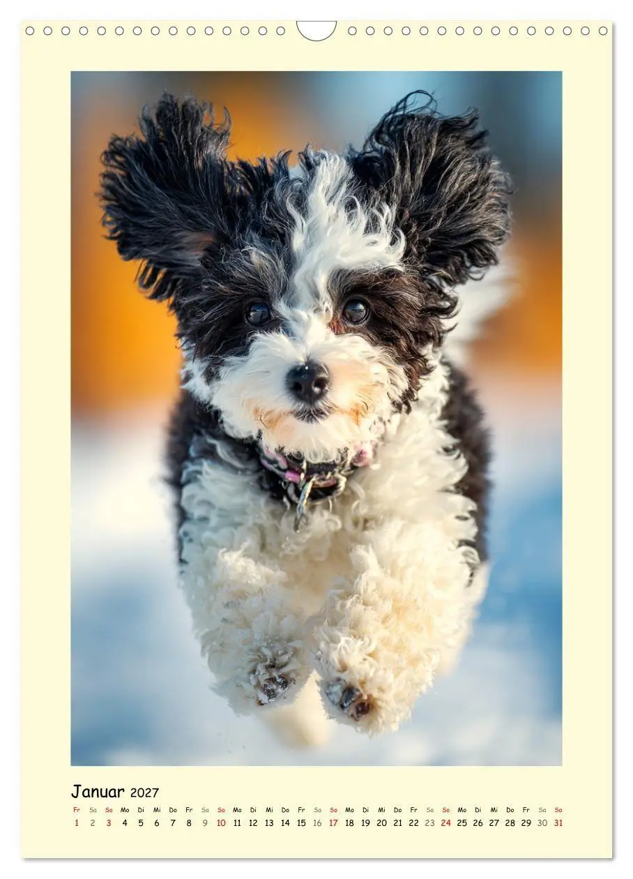 Bild: 9783516751192 | Pudelzauber. Flauschige Hunde für Herz und Seele (Wandkalender 2027...