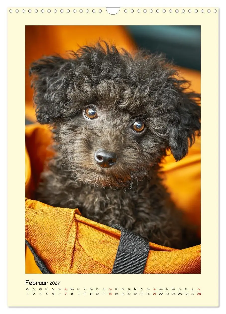 Bild: 9783516751192 | Pudelzauber. Flauschige Hunde für Herz und Seele (Wandkalender 2027...