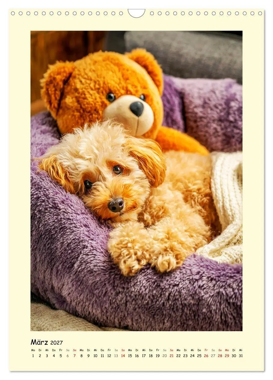 Bild: 9783516751192 | Pudelzauber. Flauschige Hunde für Herz und Seele (Wandkalender 2027...