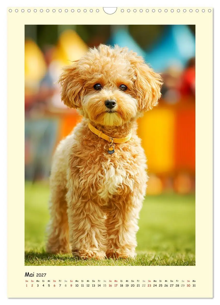 Bild: 9783516751192 | Pudelzauber. Flauschige Hunde für Herz und Seele (Wandkalender 2027...