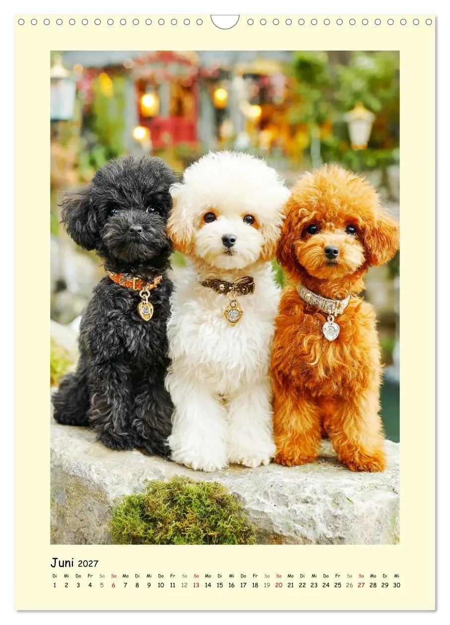 Bild: 9783516751192 | Pudelzauber. Flauschige Hunde für Herz und Seele (Wandkalender 2027...