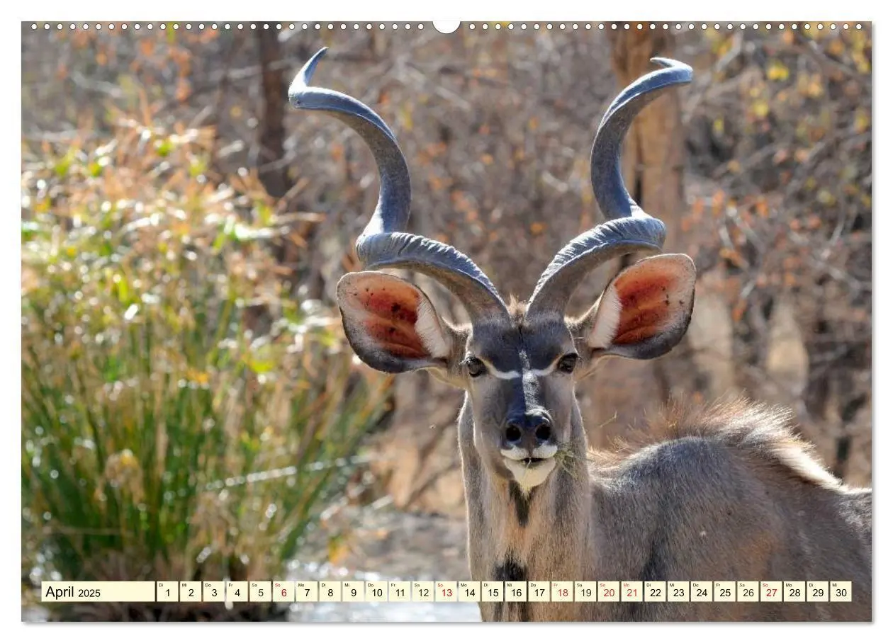 Bild: 9783435491292 | Wildes Leben in Botswana (Wandkalender 2025 DIN A2 quer), CALVENDO...