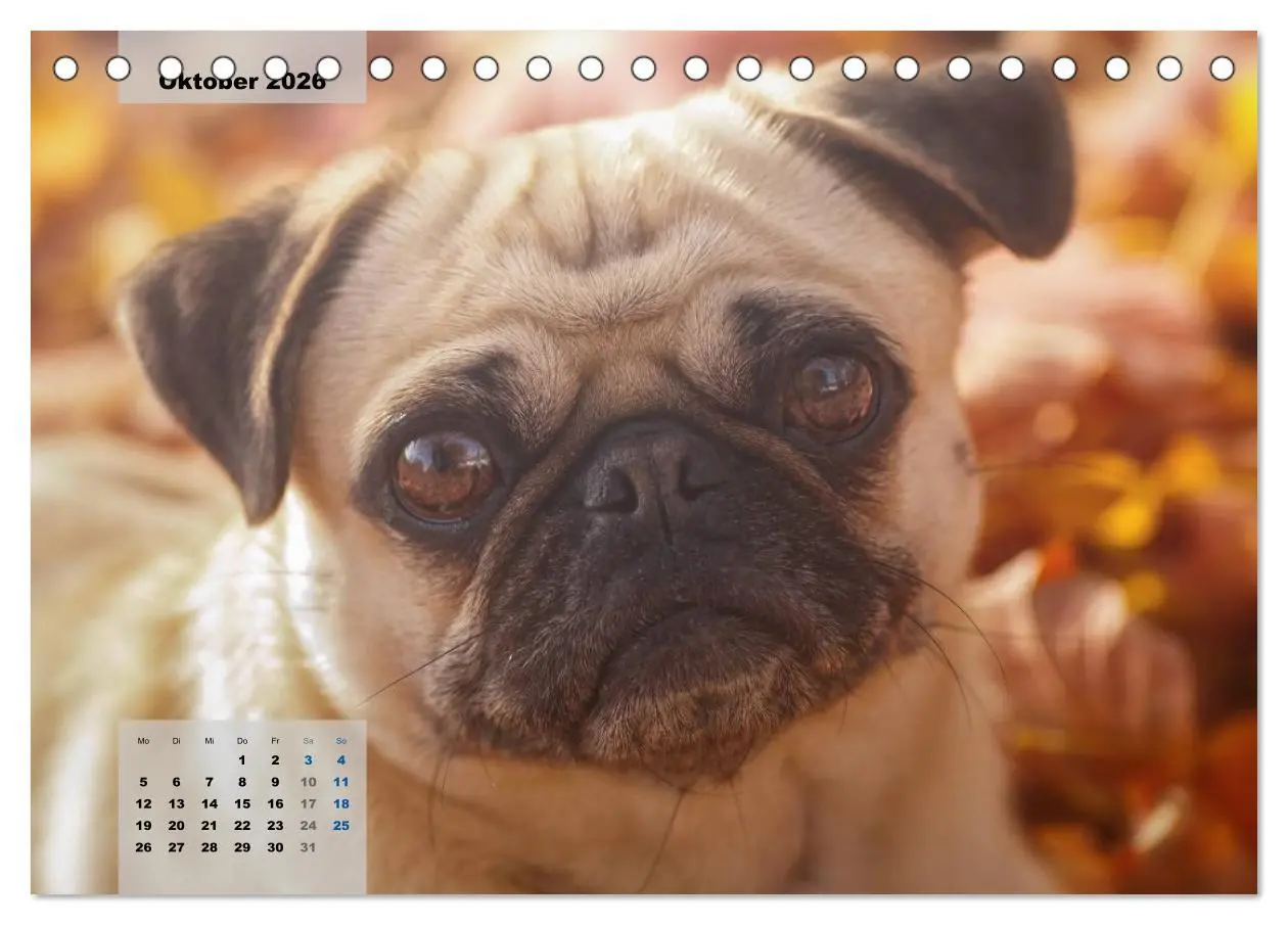 Bild: 9783457961292 | Lillie Mopsgetier - mopsfidel durchs Jahr (Tischkalender 2026 DIN...