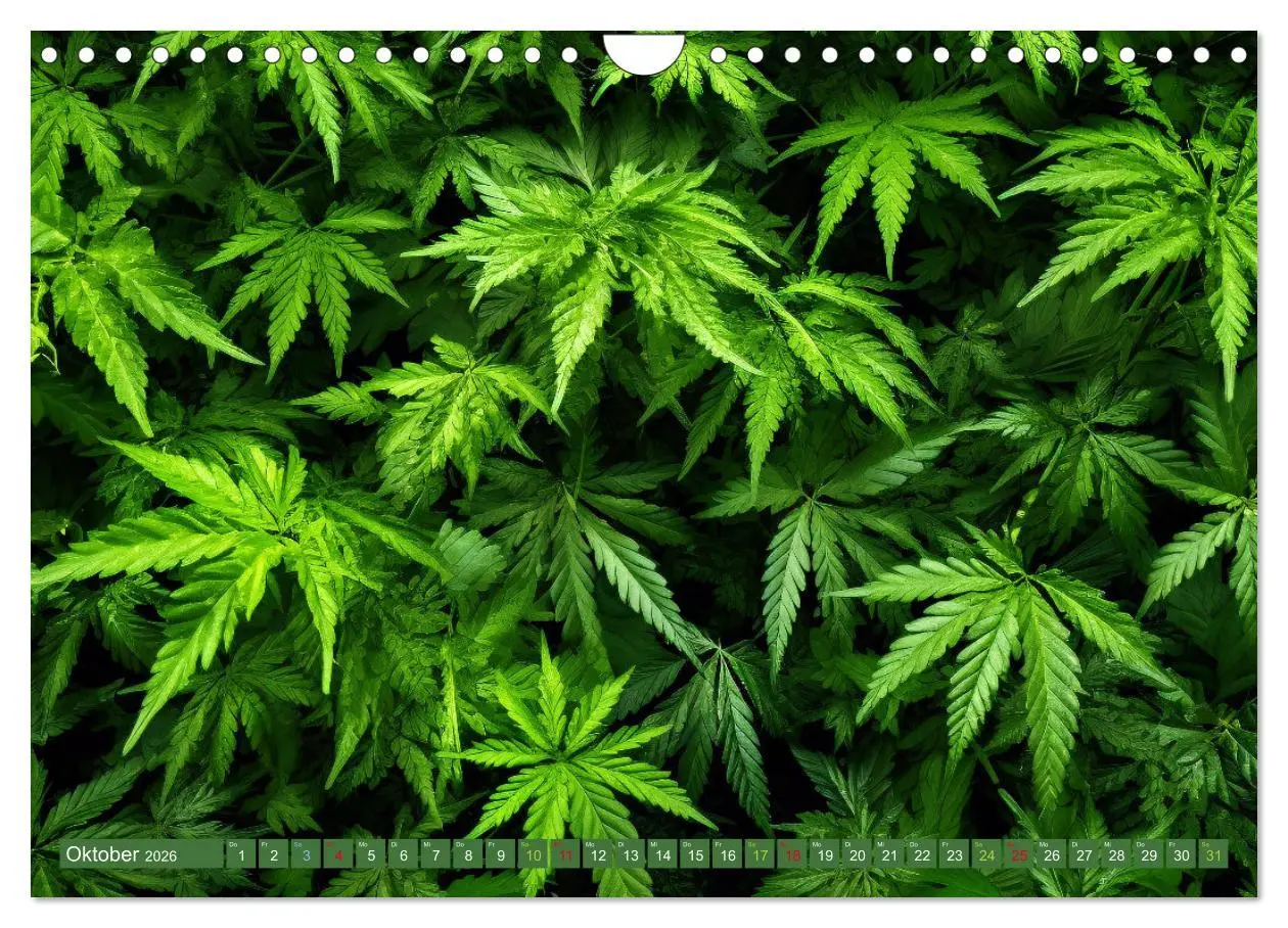 Bild: 9783457331392 | Faszination Cannabis (Wandkalender 2026 DIN A4 quer), CALVENDO...