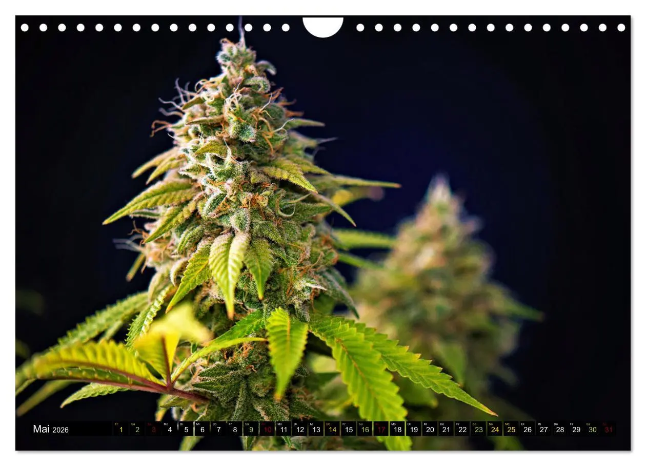 Bild: 9783457331392 | Faszination Cannabis (Wandkalender 2026 DIN A4 quer), CALVENDO...