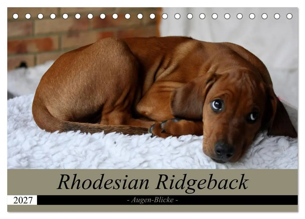 Cover: 9783569681392 | Rhodesian Ridgeback Augen-Blicke (Tischkalender 2027 DIN A5 quer),...