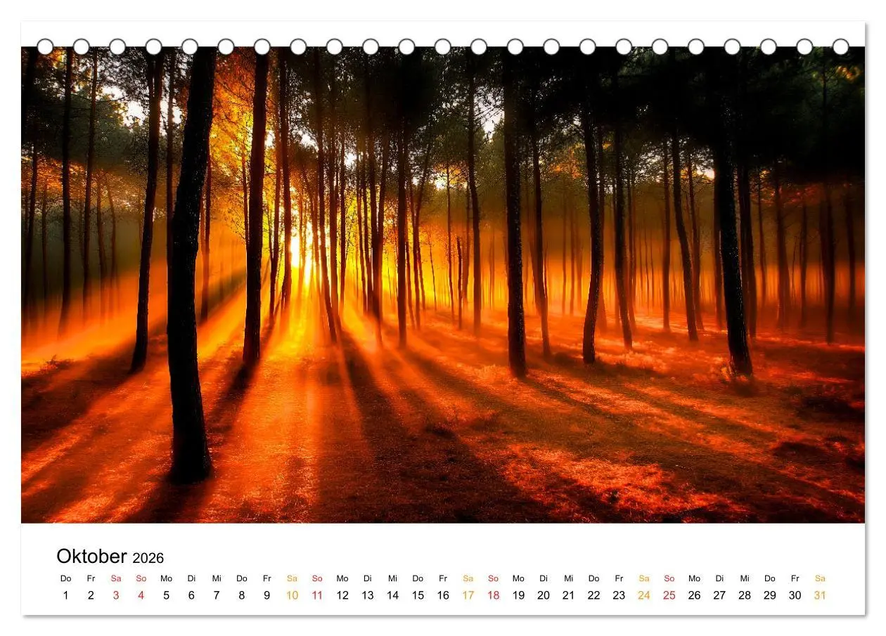 Bild: 9783457321492 | Mystik der Wälder (Tischkalender 2026 DIN A5 quer), CALVENDO...