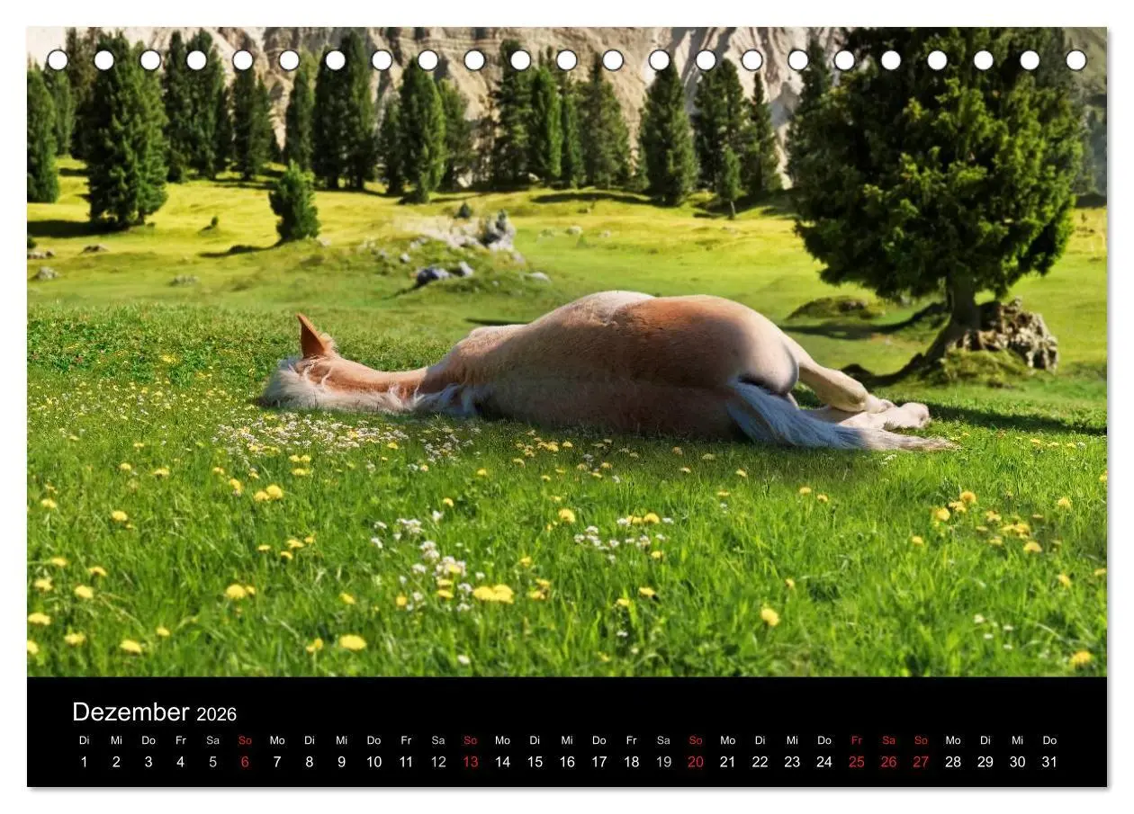 Bild: 9783516021592 | Wunderschöne Haflingerwelt (Tischkalender 2026 DIN A5 quer),...