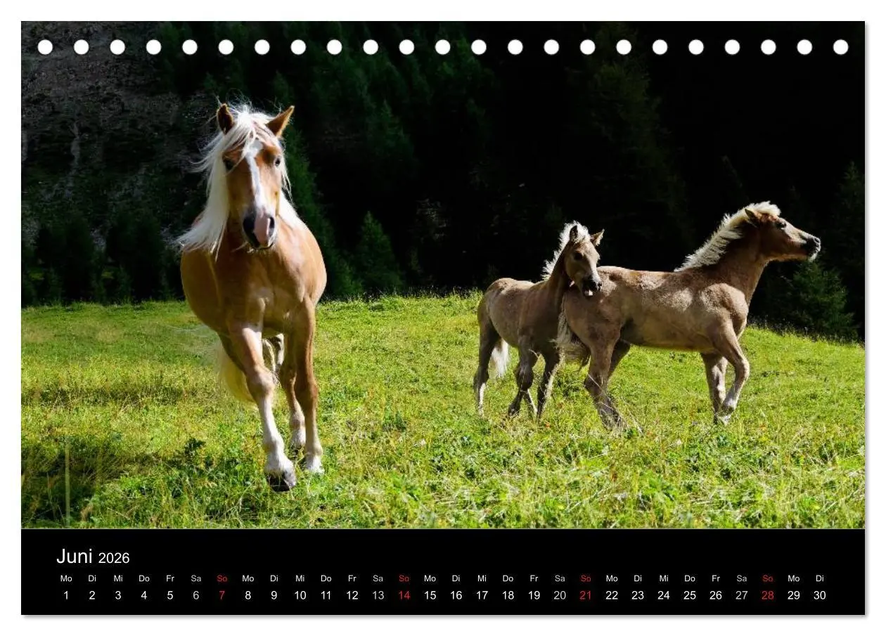 Bild: 9783516021592 | Wunderschöne Haflingerwelt (Tischkalender 2026 DIN A5 quer),...