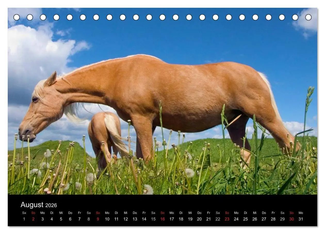 Bild: 9783516021592 | Wunderschöne Haflingerwelt (Tischkalender 2026 DIN A5 quer),...