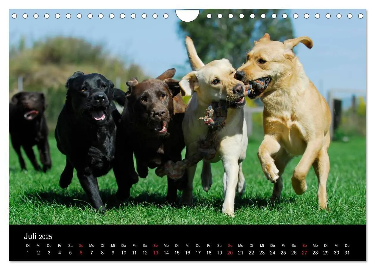 Bild: 9783435761692 | Labrador Retriever 2025 (Wandkalender 2025 DIN A4 quer), CALVENDO...