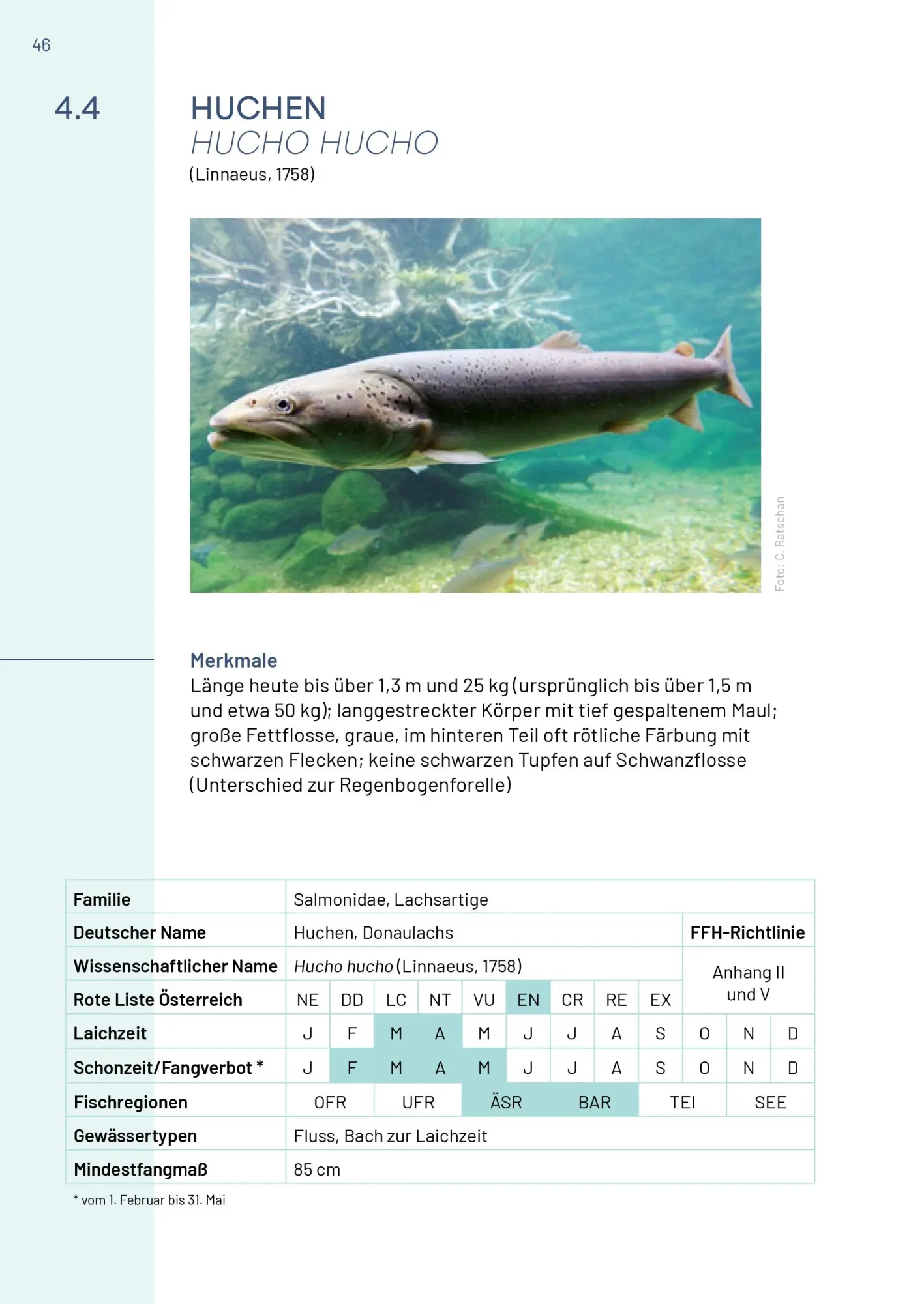 Bild: 9783702511692 | Neunaugen, Fische, Flusskrebse und Großmuscheln in Salzburg | Buch