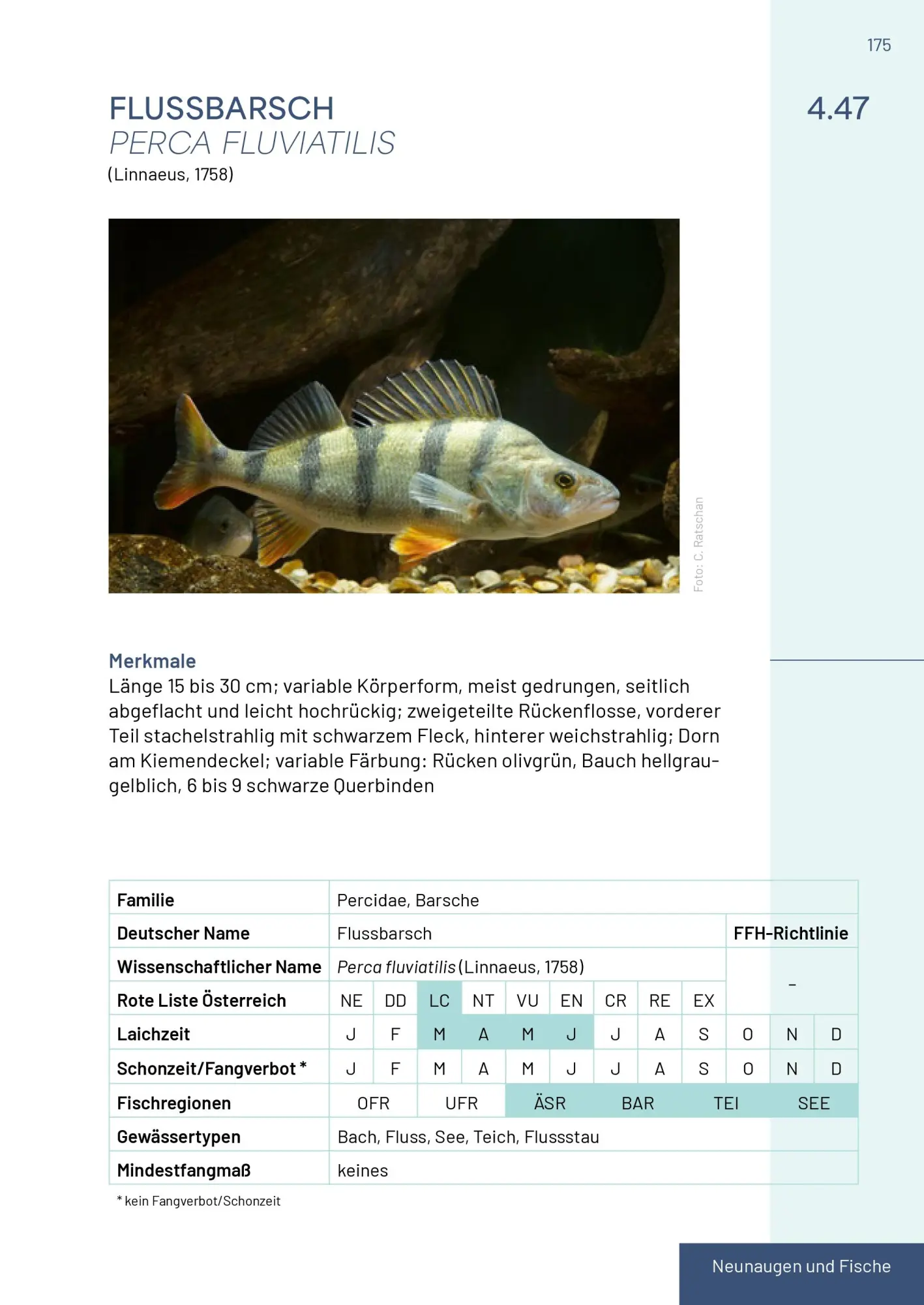 Bild: 9783702511692 | Neunaugen, Fische, Flusskrebse und Großmuscheln in Salzburg | Buch