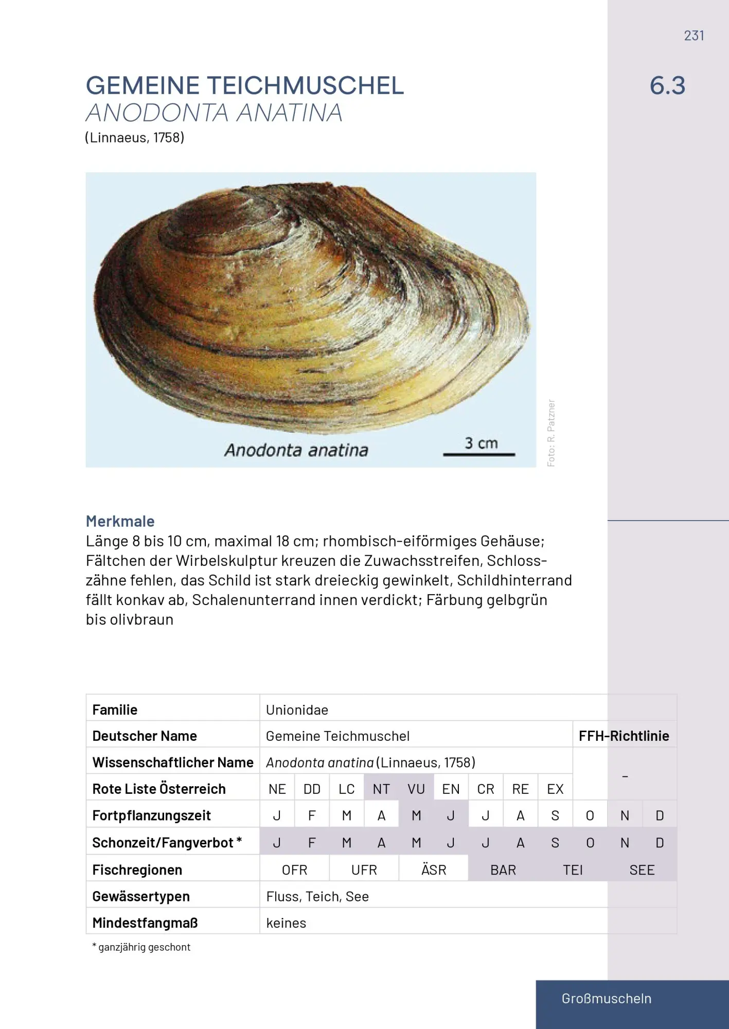 Bild: 9783702511692 | Neunaugen, Fische, Flusskrebse und Großmuscheln in Salzburg | Buch