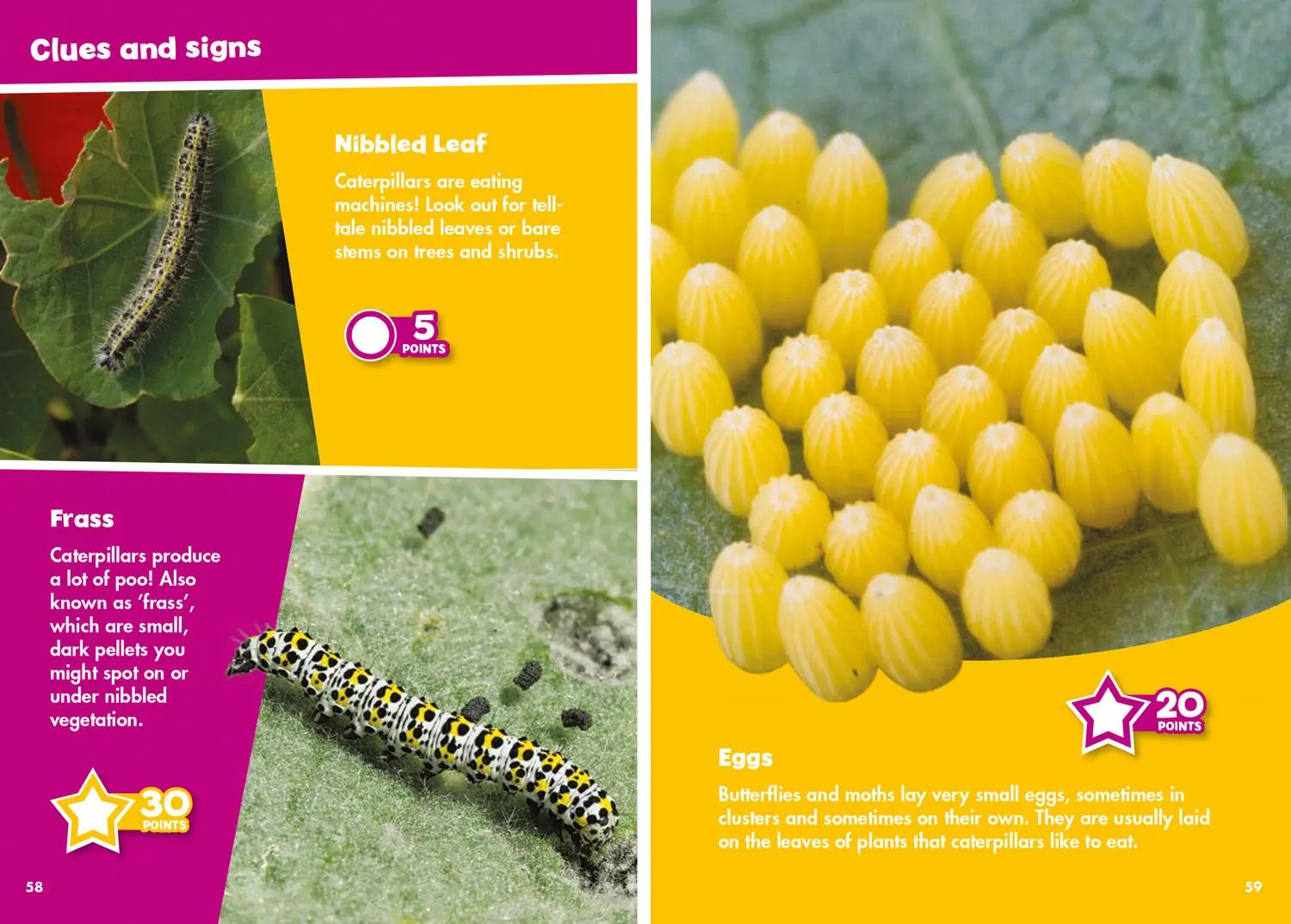Bild: 9780008431792 | i-SPY Butterflies and Moths | Spy it! Score it! | I-Spy | Taschenbuch