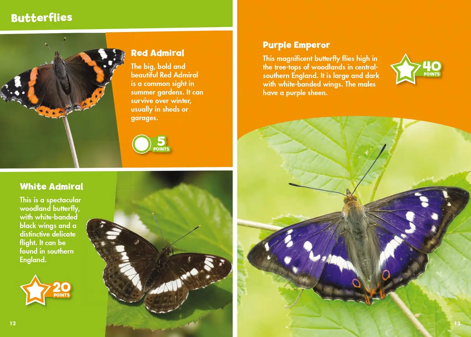 Bild: 9780008431792 | i-SPY Butterflies and Moths | Spy it! Score it! | I-Spy | Taschenbuch