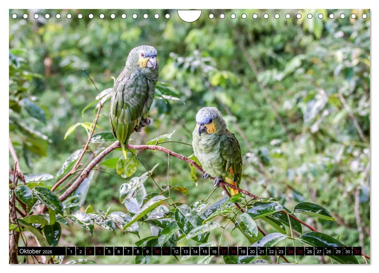 Bild: 9783457841792 | Amazonas - Faszination Regenwald (Wandkalender 2026 DIN A4 quer),...