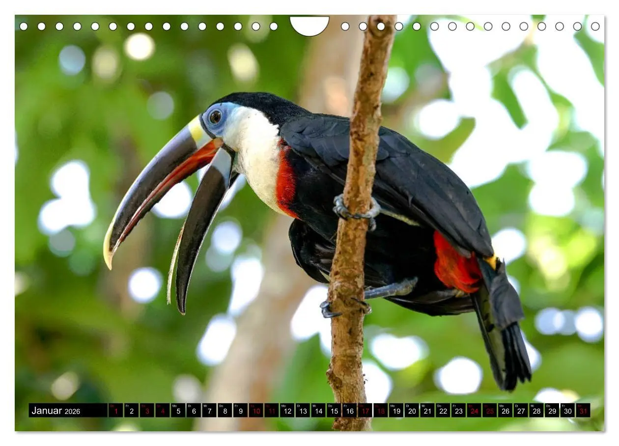 Bild: 9783457841792 | Amazonas - Faszination Regenwald (Wandkalender 2026 DIN A4 quer),...