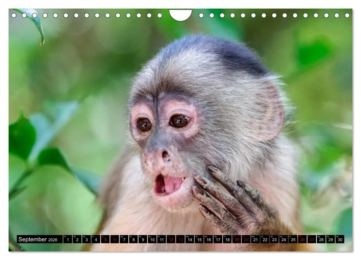 Bild: 9783457841792 | Amazonas - Faszination Regenwald (Wandkalender 2026 DIN A4 quer),...