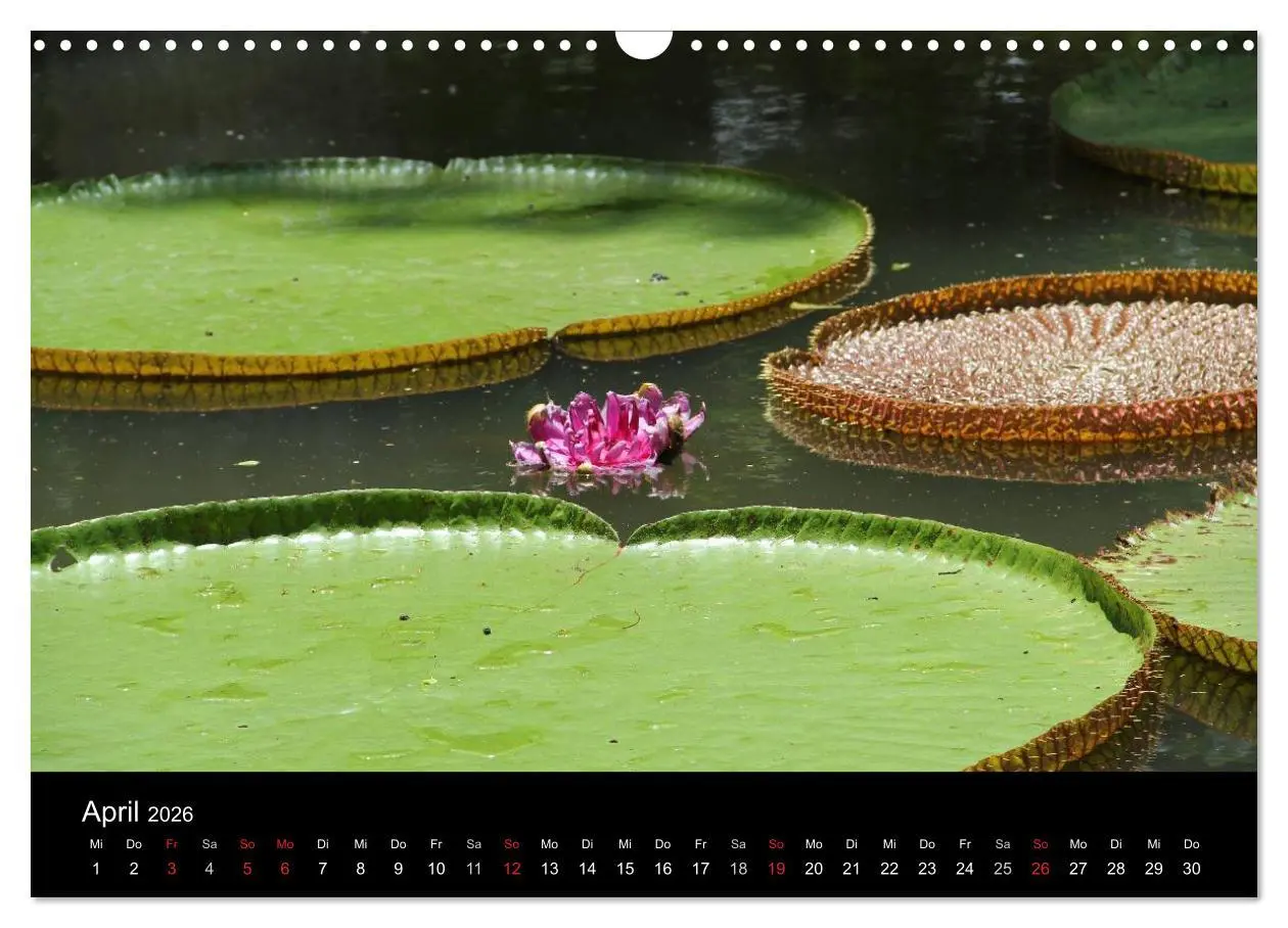 Bild: 9783516171792 | Trauminsel Mauritius (Wandkalender 2026 DIN A3 quer), CALVENDO...