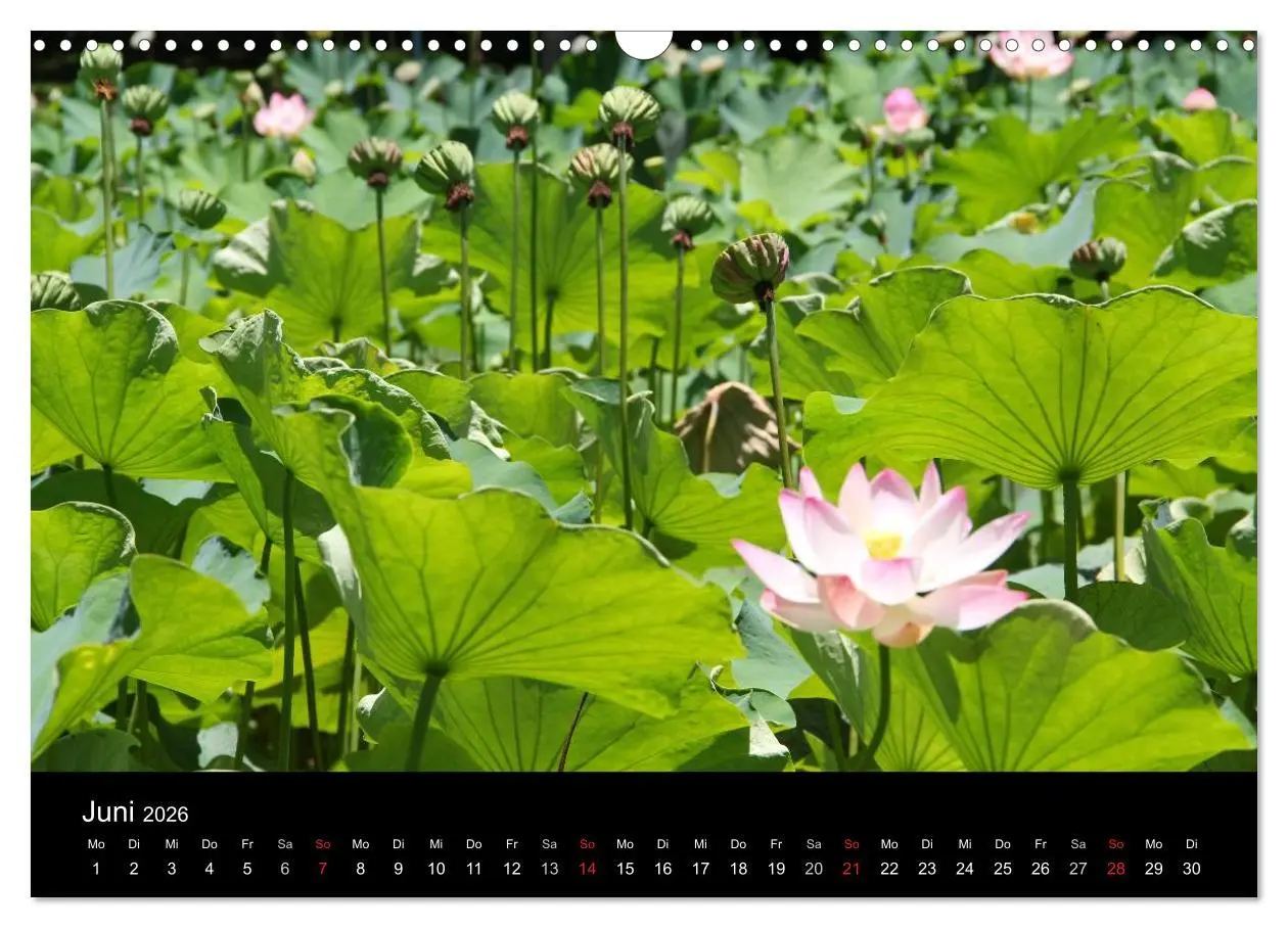 Bild: 9783516171792 | Trauminsel Mauritius (Wandkalender 2026 DIN A3 quer), CALVENDO...