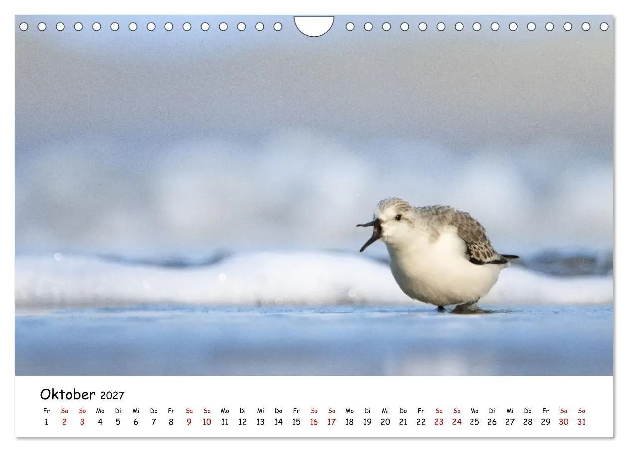 Bild: 9783569331792 | Deutschlands Vogelwelt (Wandkalender 2027 DIN A4 quer), CALVENDO...