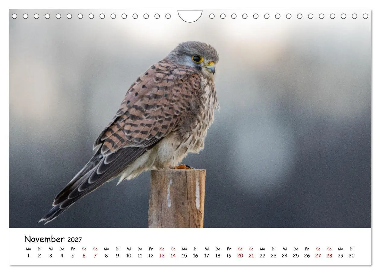 Bild: 9783569331792 | Deutschlands Vogelwelt (Wandkalender 2027 DIN A4 quer), CALVENDO...