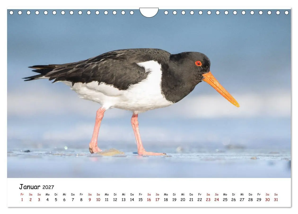 Bild: 9783569331792 | Deutschlands Vogelwelt (Wandkalender 2027 DIN A4 quer), CALVENDO...