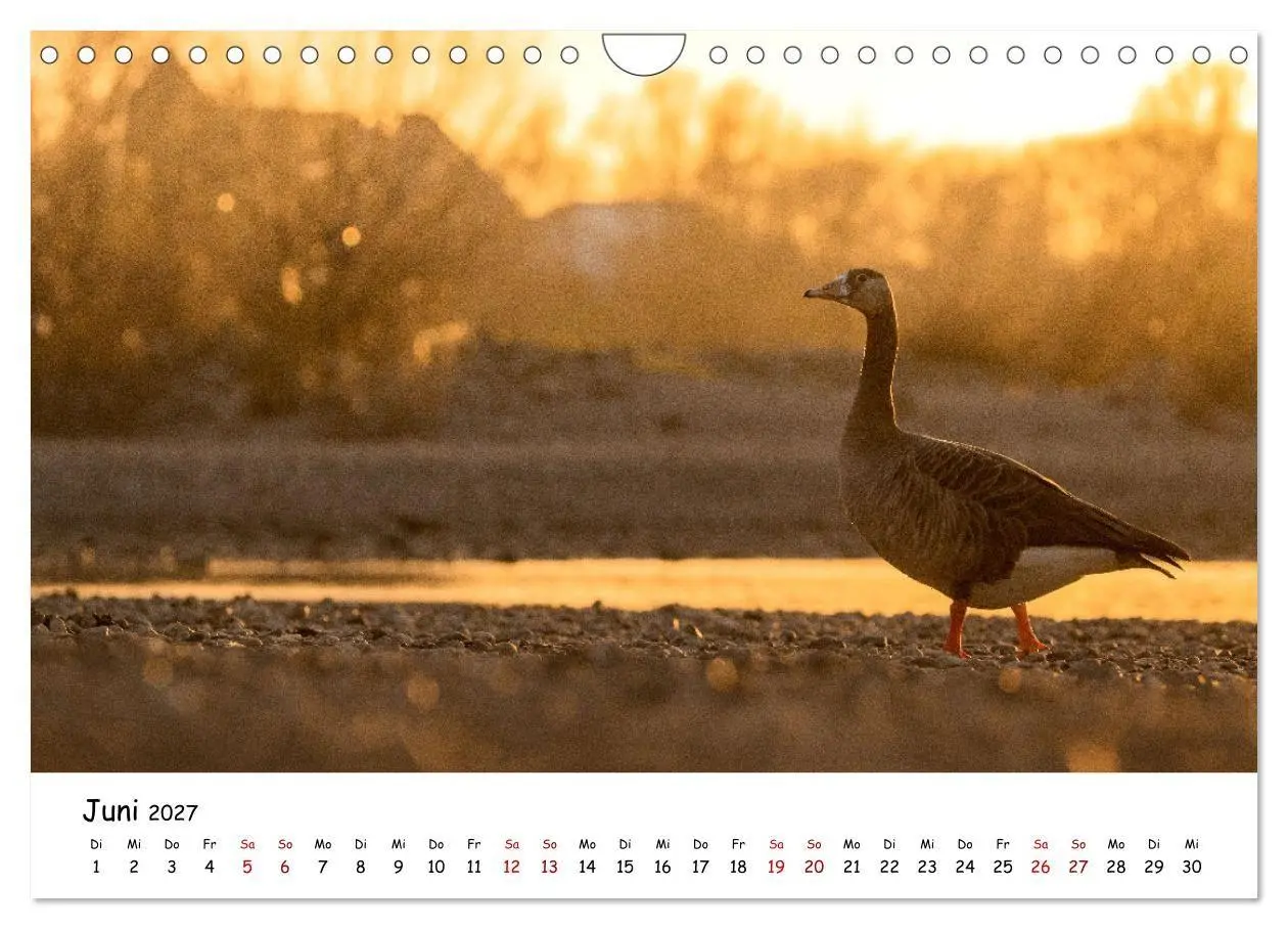 Bild: 9783569331792 | Deutschlands Vogelwelt (Wandkalender 2027 DIN A4 quer), CALVENDO...