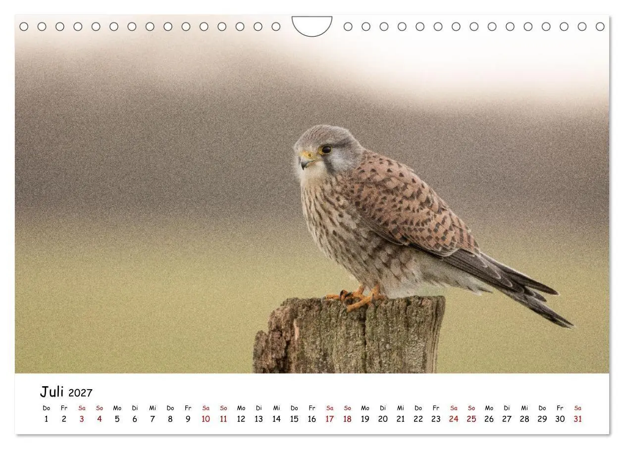 Bild: 9783569331792 | Deutschlands Vogelwelt (Wandkalender 2027 DIN A4 quer), CALVENDO...