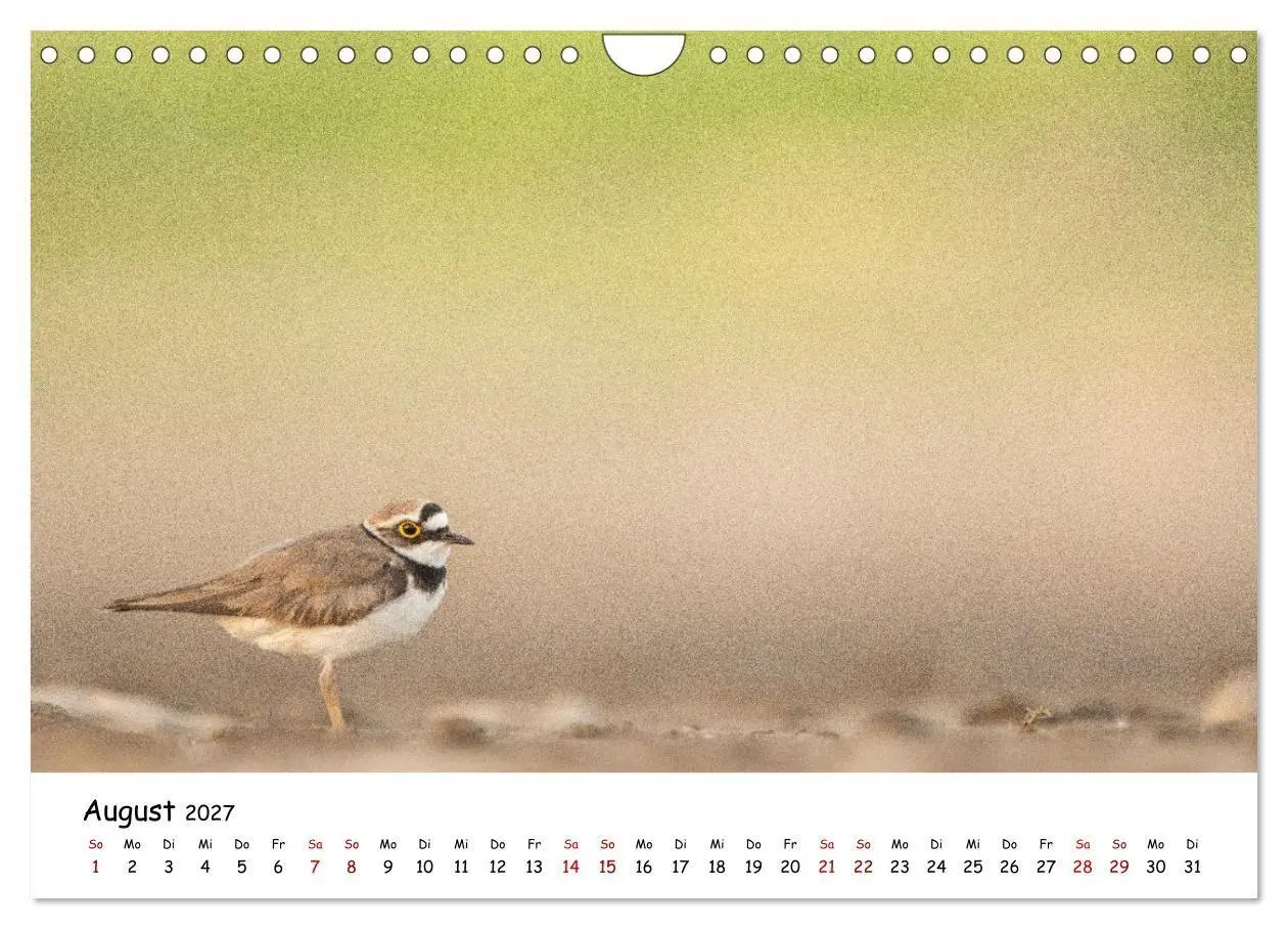 Bild: 9783569331792 | Deutschlands Vogelwelt (Wandkalender 2027 DIN A4 quer), CALVENDO...
