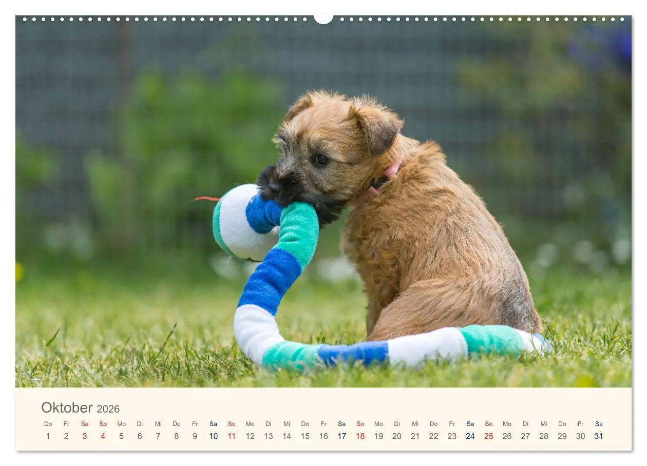 Bild: 9783457451892 | IRISH SOFT COATED WHEATEN TERRIER WELPEN 2026 (hochwertiger Premium...