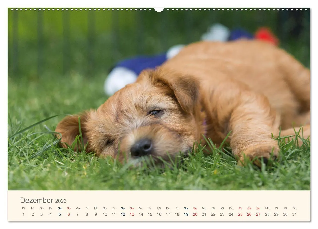 Bild: 9783457451892 | IRISH SOFT COATED WHEATEN TERRIER WELPEN 2026 (hochwertiger Premium...