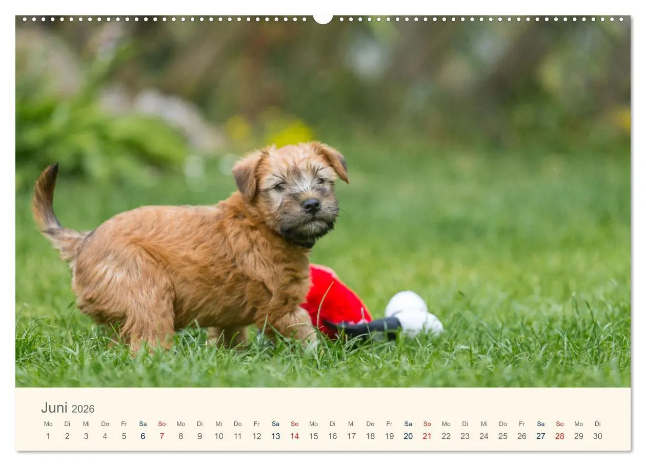 Bild: 9783457451892 | IRISH SOFT COATED WHEATEN TERRIER WELPEN 2026 (hochwertiger Premium...