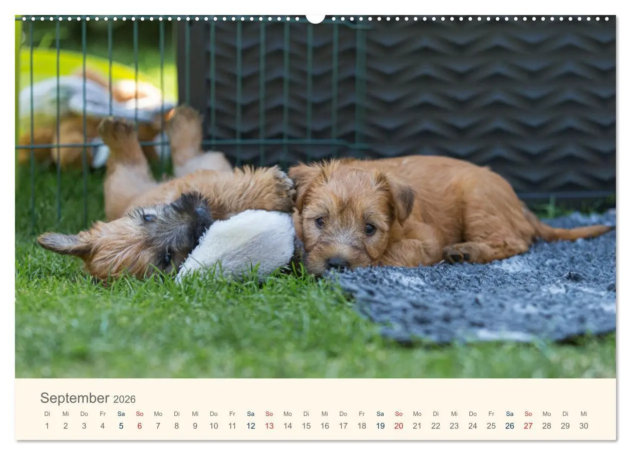 Bild: 9783457451892 | IRISH SOFT COATED WHEATEN TERRIER WELPEN 2026 (hochwertiger Premium...