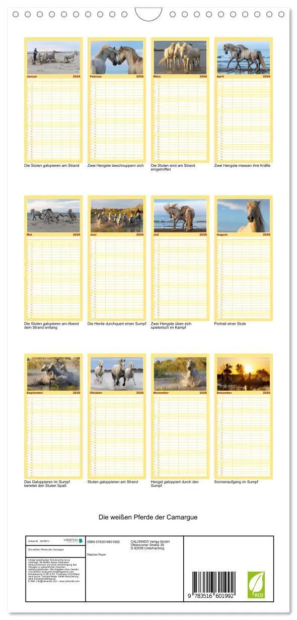 Bild: 9783516601992 | Familienplaner 2026 - Die weißen Pferde der Camargue mit 5 Spalten...