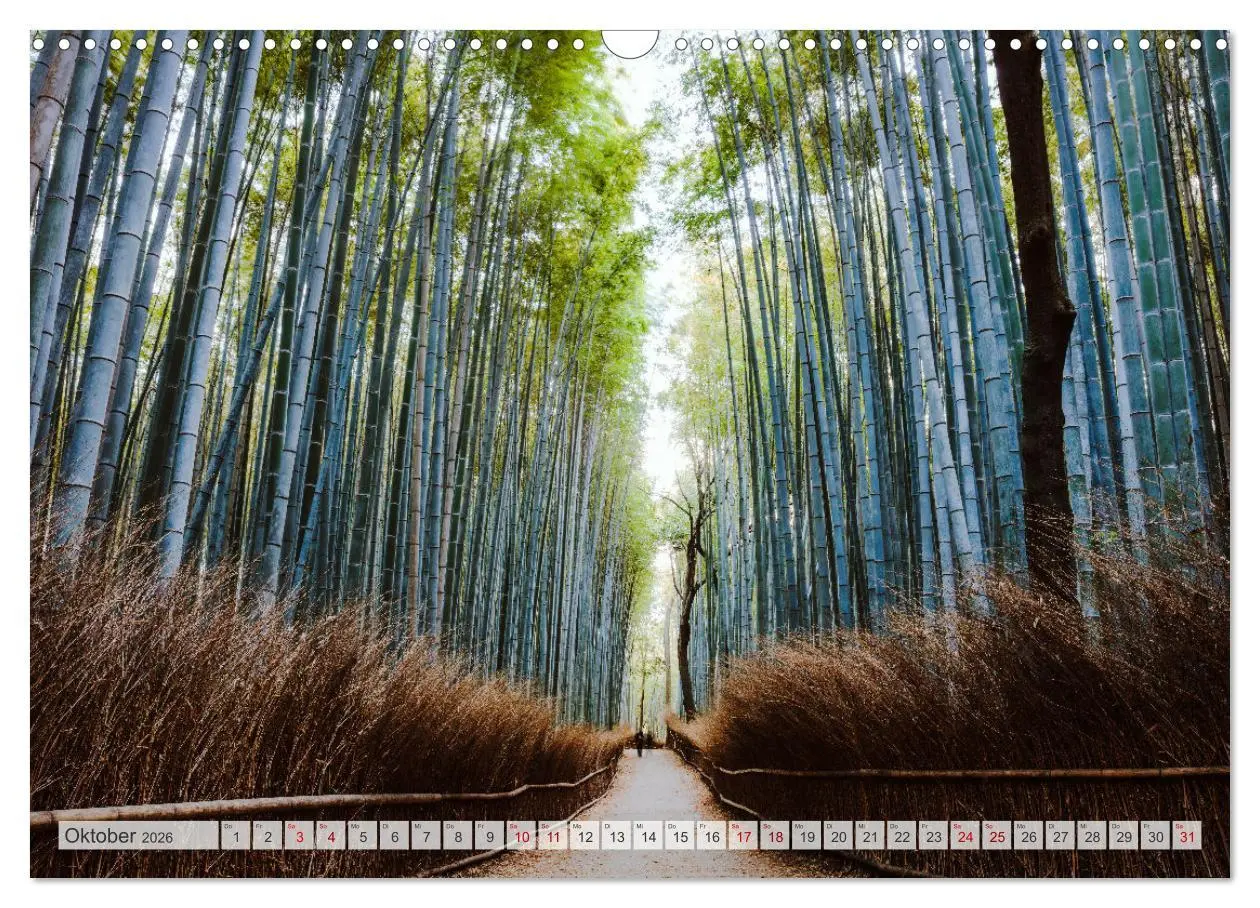 Bild: 9783457572092 | Wälder der Welt (Wandkalender 2026 DIN A3 quer), CALVENDO...