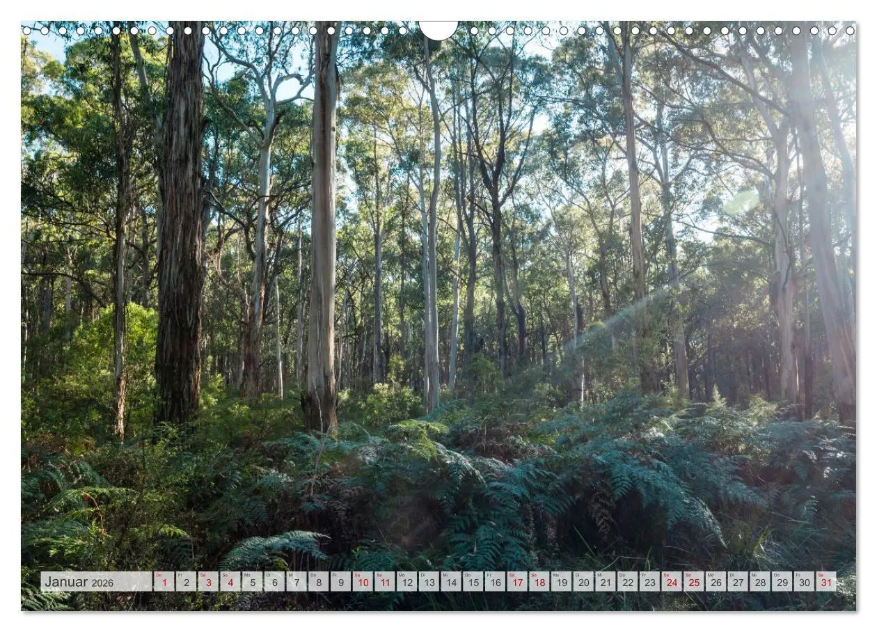 Bild: 9783457572092 | Wälder der Welt (Wandkalender 2026 DIN A3 quer), CALVENDO...