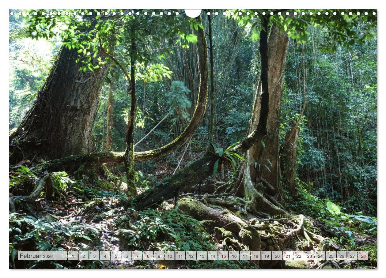 Bild: 9783457572092 | Wälder der Welt (Wandkalender 2026 DIN A3 quer), CALVENDO...