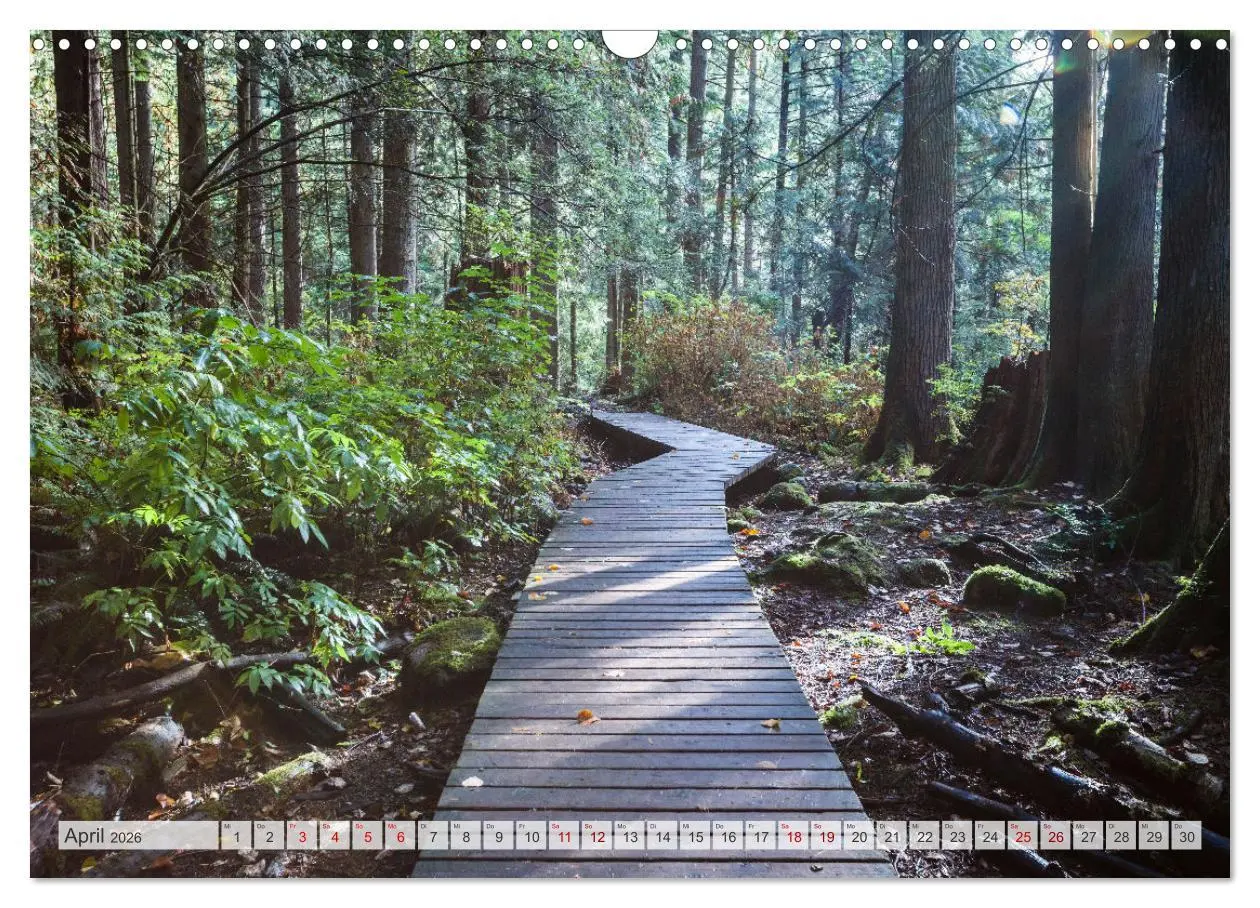 Bild: 9783457572092 | Wälder der Welt (Wandkalender 2026 DIN A3 quer), CALVENDO...