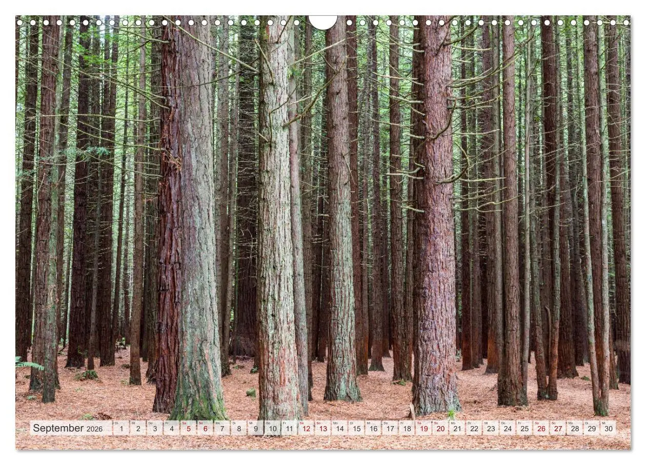 Bild: 9783457572092 | Wälder der Welt (Wandkalender 2026 DIN A3 quer), CALVENDO...