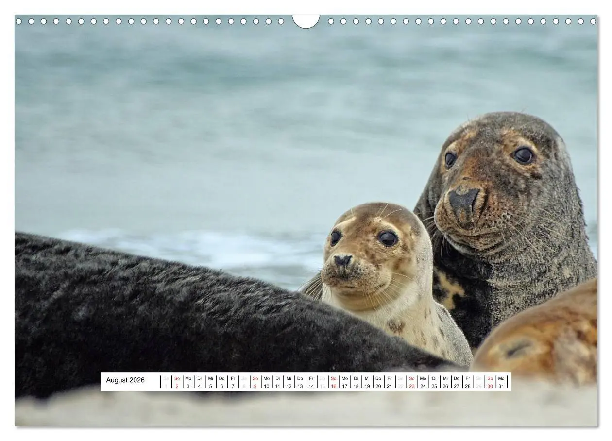 Bild: 9783457952092 | Hochsee-Insel Helgoland (Wandkalender 2026 DIN A3 quer), CALVENDO...