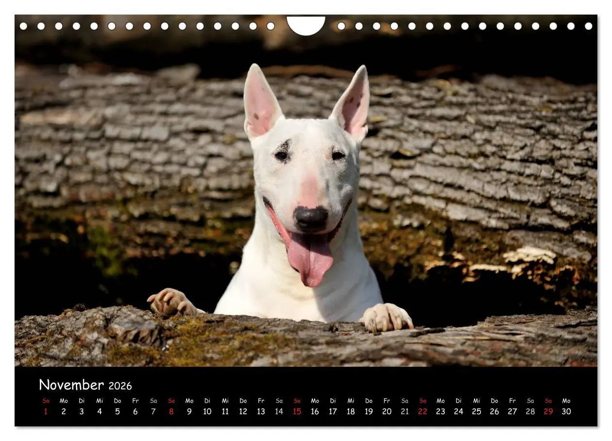 Bild: 9783516042092 | Bullterrier? Was sonst! (Wandkalender 2026 DIN A4 quer), CALVENDO...