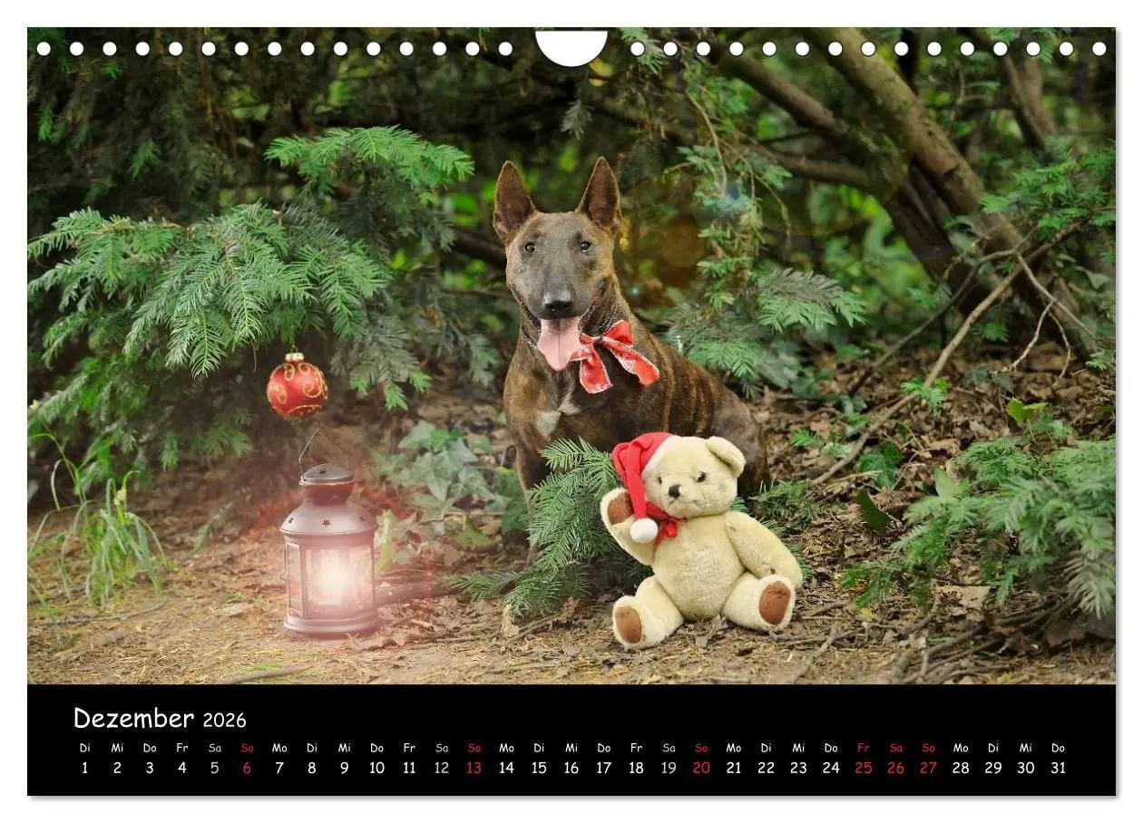 Bild: 9783516042092 | Bullterrier? Was sonst! (Wandkalender 2026 DIN A4 quer), CALVENDO...