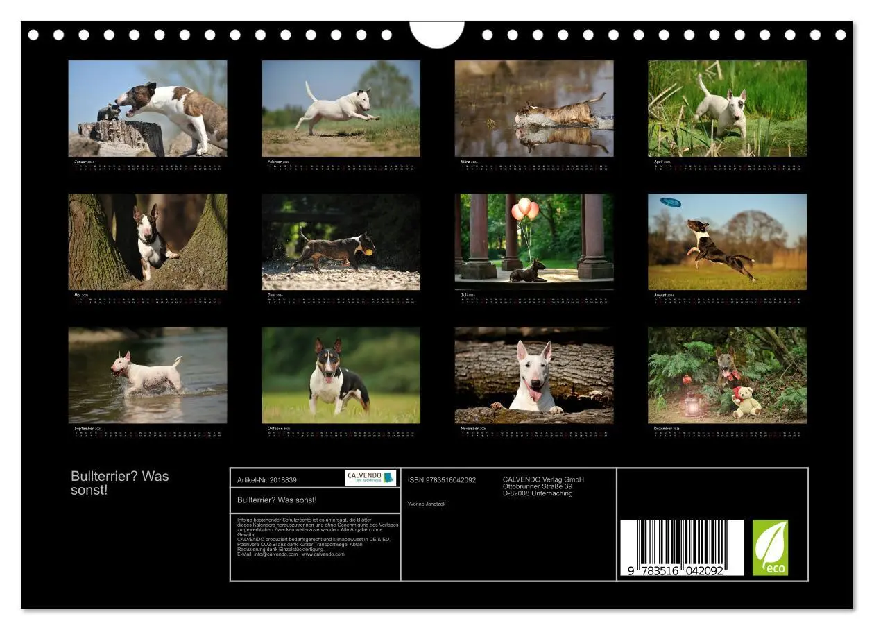 Bild: 9783516042092 | Bullterrier? Was sonst! (Wandkalender 2026 DIN A4 quer), CALVENDO...