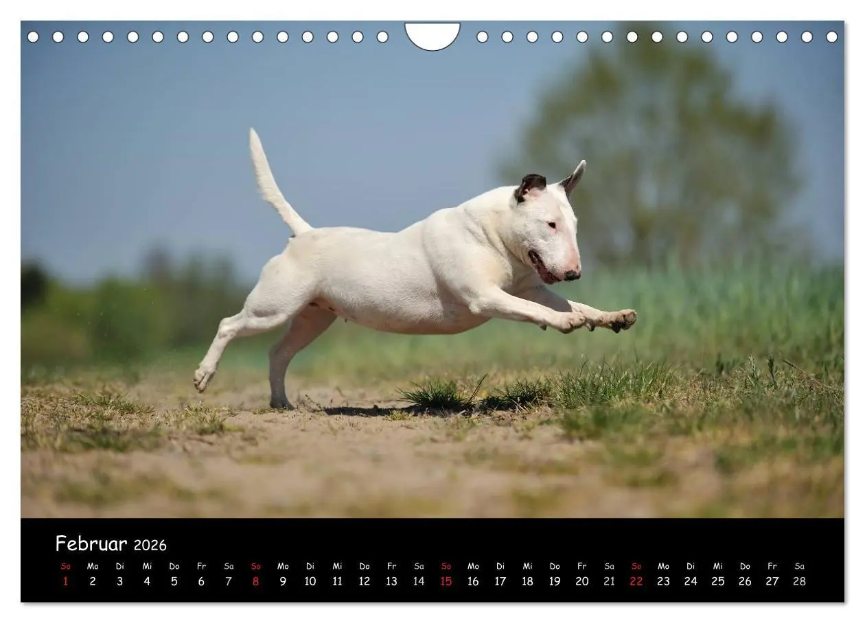 Bild: 9783516042092 | Bullterrier? Was sonst! (Wandkalender 2026 DIN A4 quer), CALVENDO...