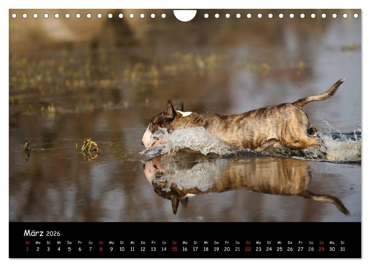 Bild: 9783516042092 | Bullterrier? Was sonst! (Wandkalender 2026 DIN A4 quer), CALVENDO...